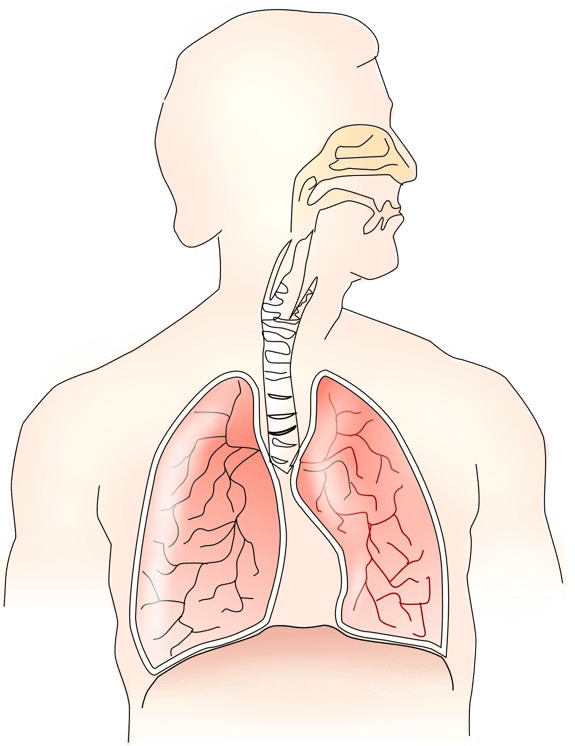 anatomy-145696